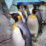 ABQ BioPark - Zoo