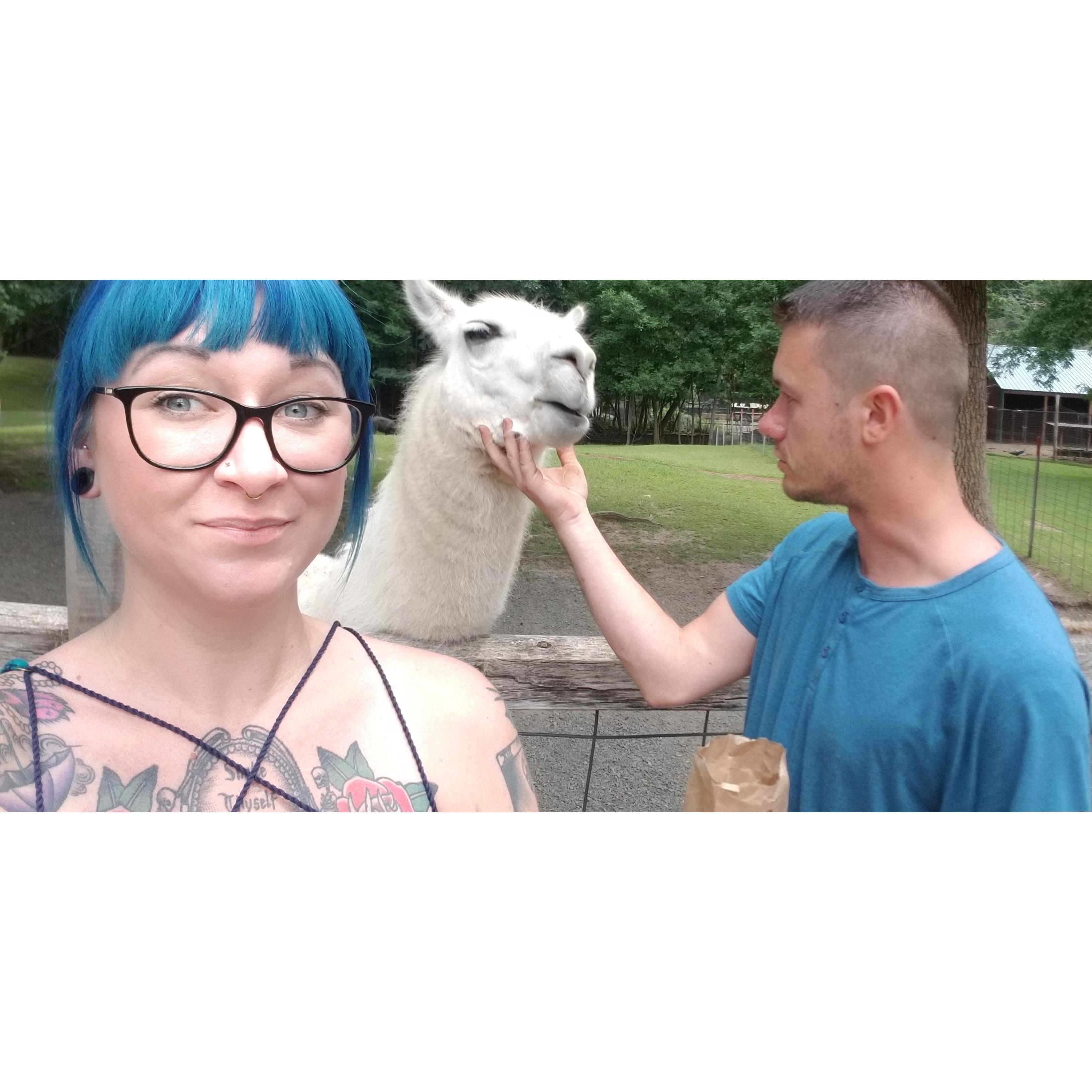 Llamas