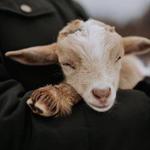 Goat Hike at Simmons Farm