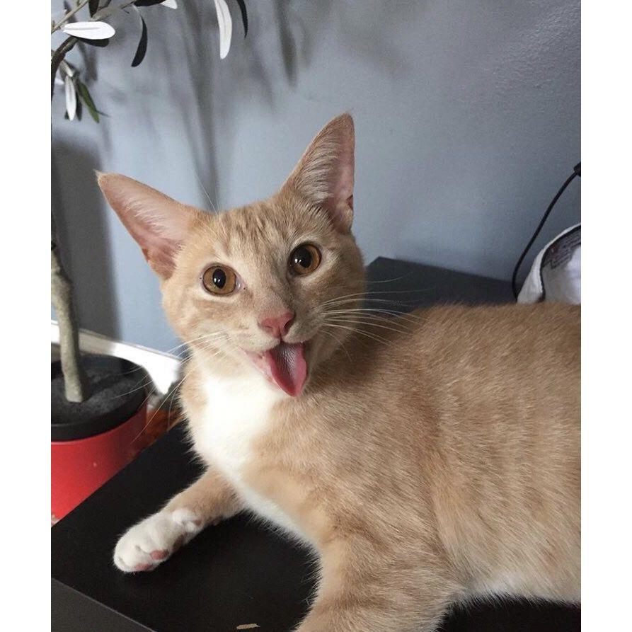 Cal Ripkitten Jr. our oldest cat. Him and Edith run our household