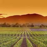 Wine Country