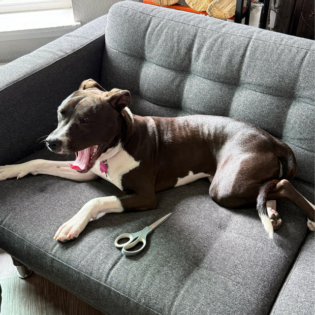 The Bone Adventure Doggy Daycare