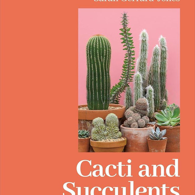 Cacti and Succulents: On-point Advice to Keep Your Plants Looking Sharp