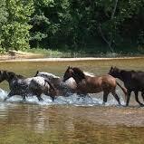 Look for the Wild Horses