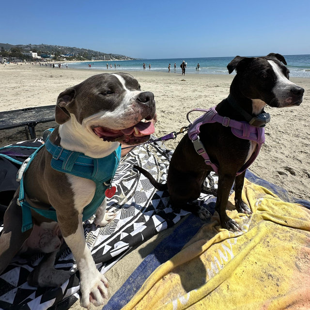 Beach Trip For Kalvin and Star