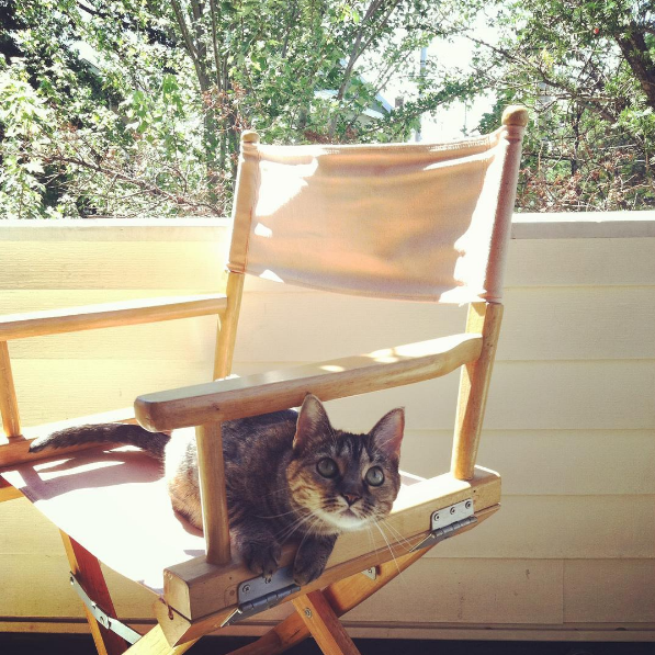 Our cat Bonnie, 4 years old, who is a serious huntress! She runs the whole house.