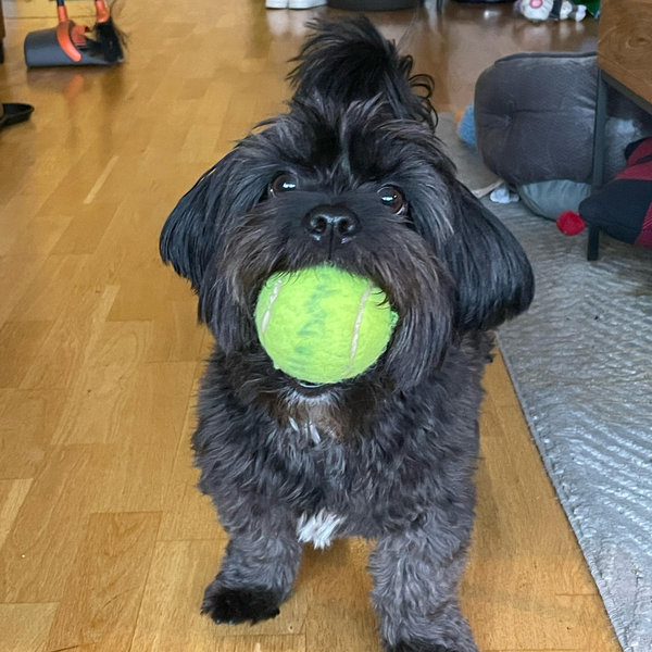 Our Pet Toy Fund