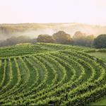 Montaluce Winery & Restaurant