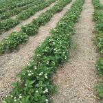 Heider's Berry Farm