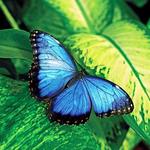 Be Mistaken for a Flower at the Butterfly Conservatory