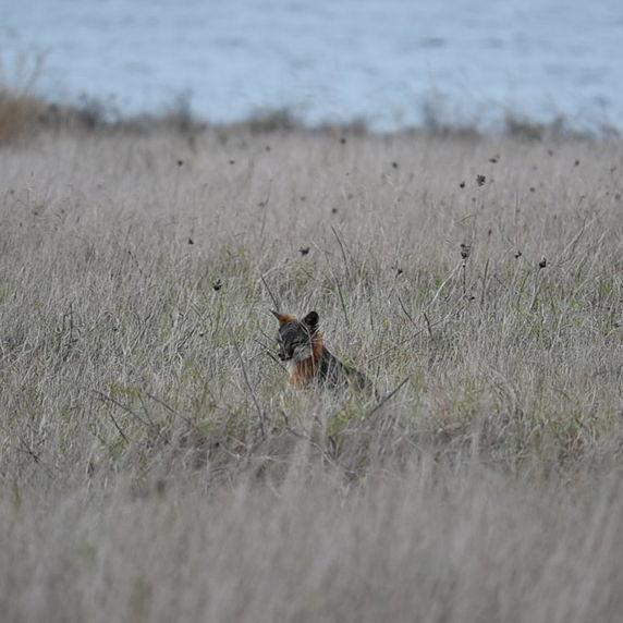 Island Fox