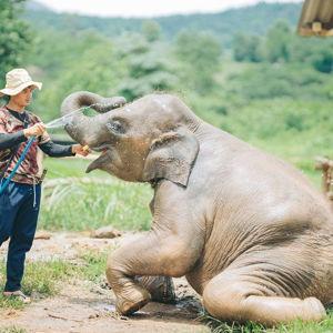 Elephant sanctuary in Chiang Mai