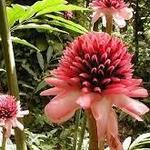 Diamond Falls Botanical Gardens