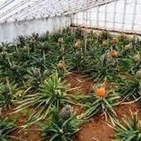 Plantação de Ananás dos Açores