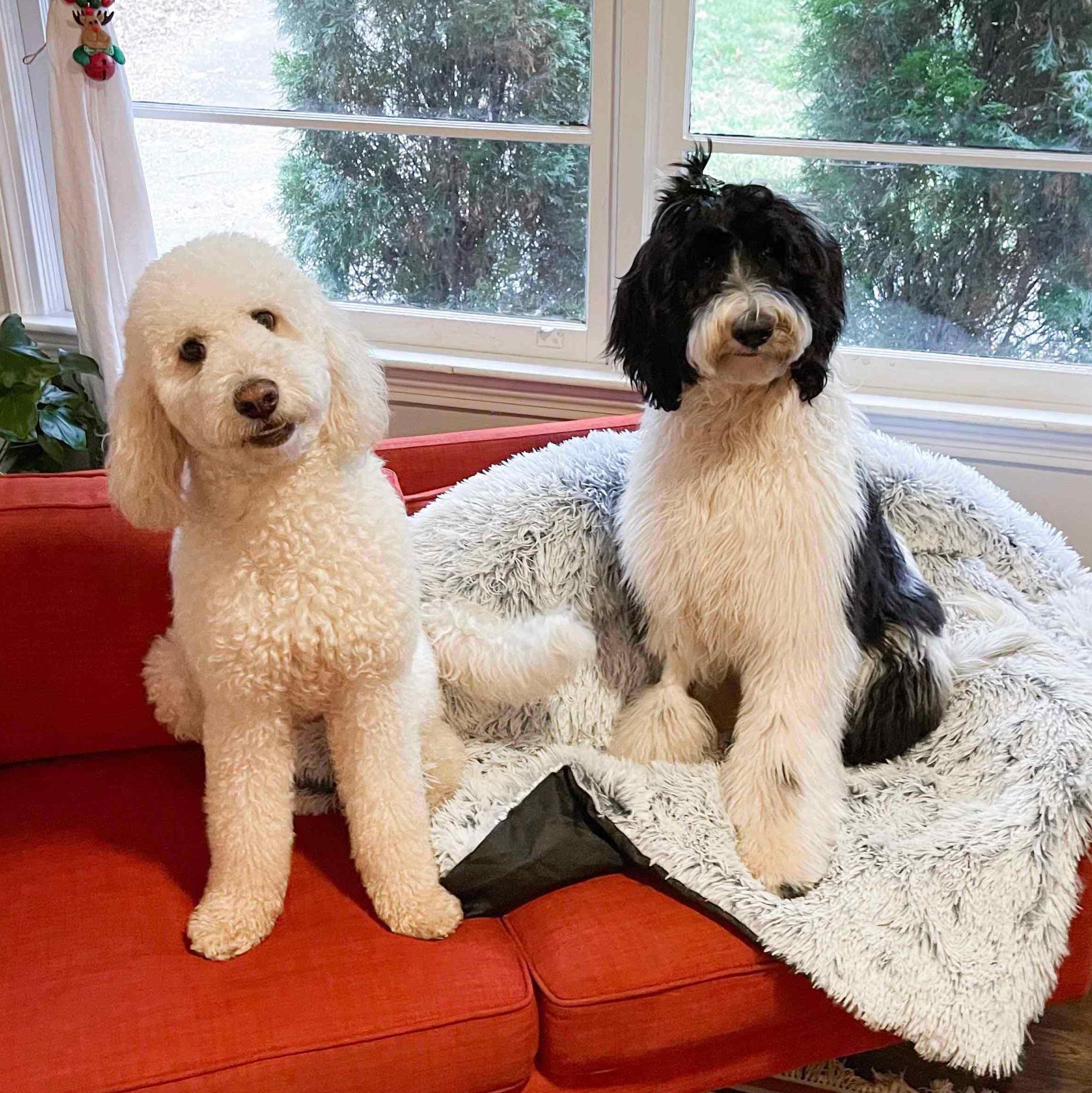 Penny (left) & Piper (right) :)