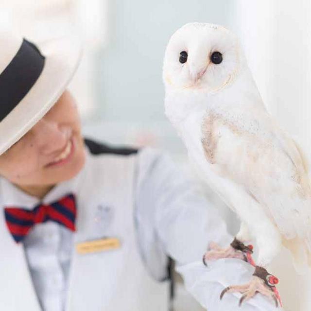 Owl Cafe Experience