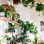 Babygreens plant shop & cafe