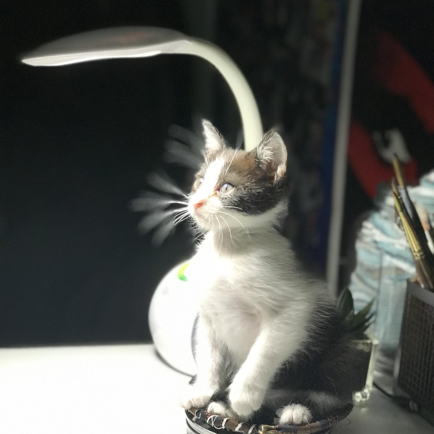Zoey was a crazy kitten but SOO cute and cuddly. (Also very photogenic)
