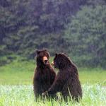 Pack Creek Bear Tours