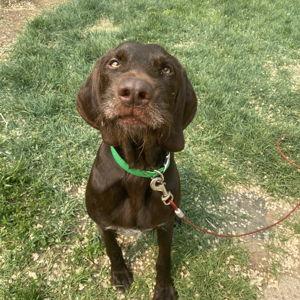 Help Board Cooper on our Honeymoon!