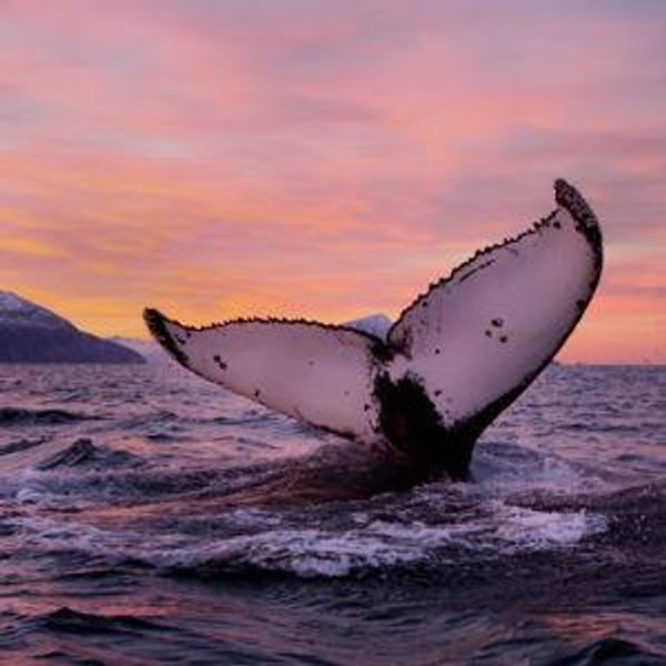 Whale Watching