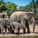 Houston Zoo