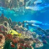 New England Aquarium