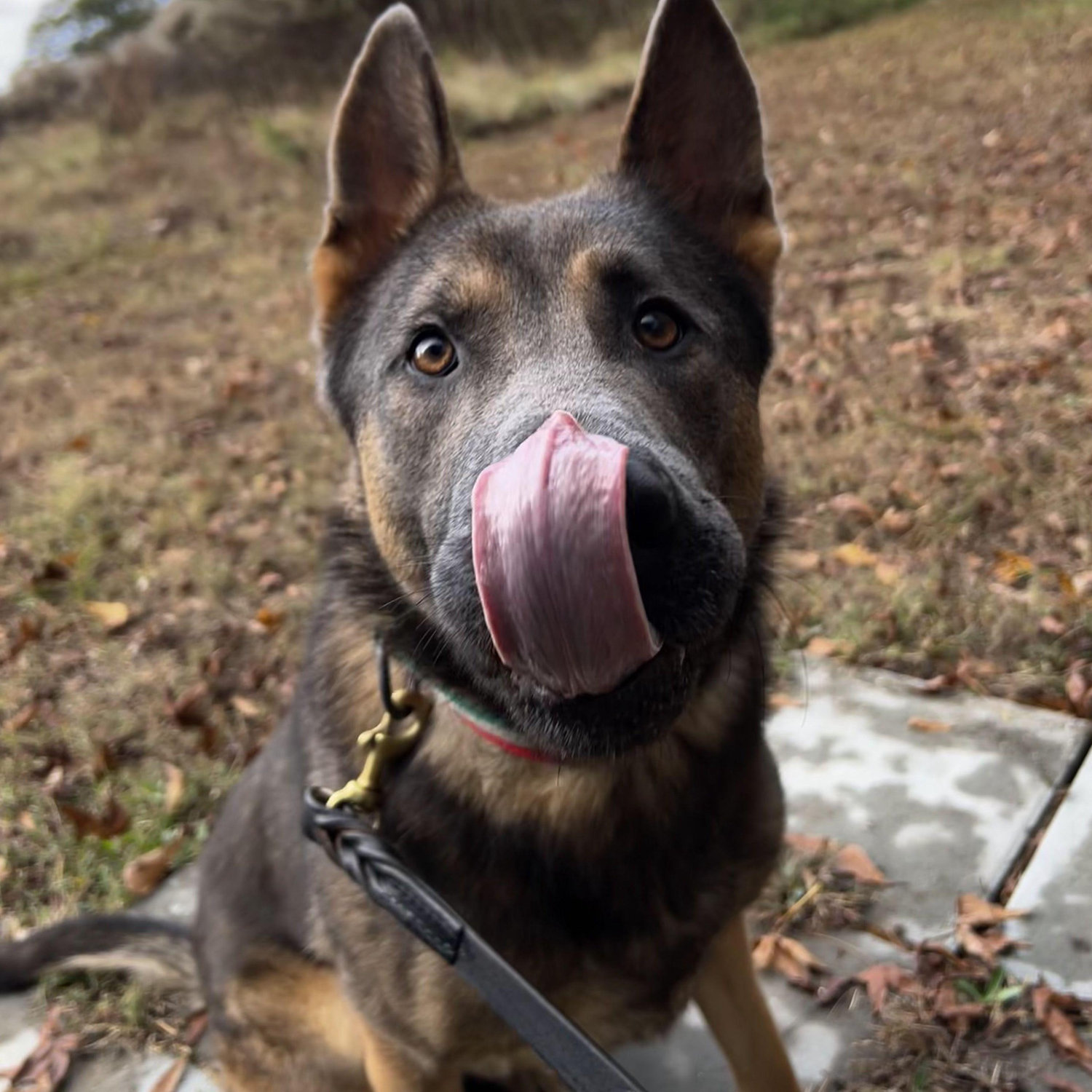 Our fur baby, Glaz.