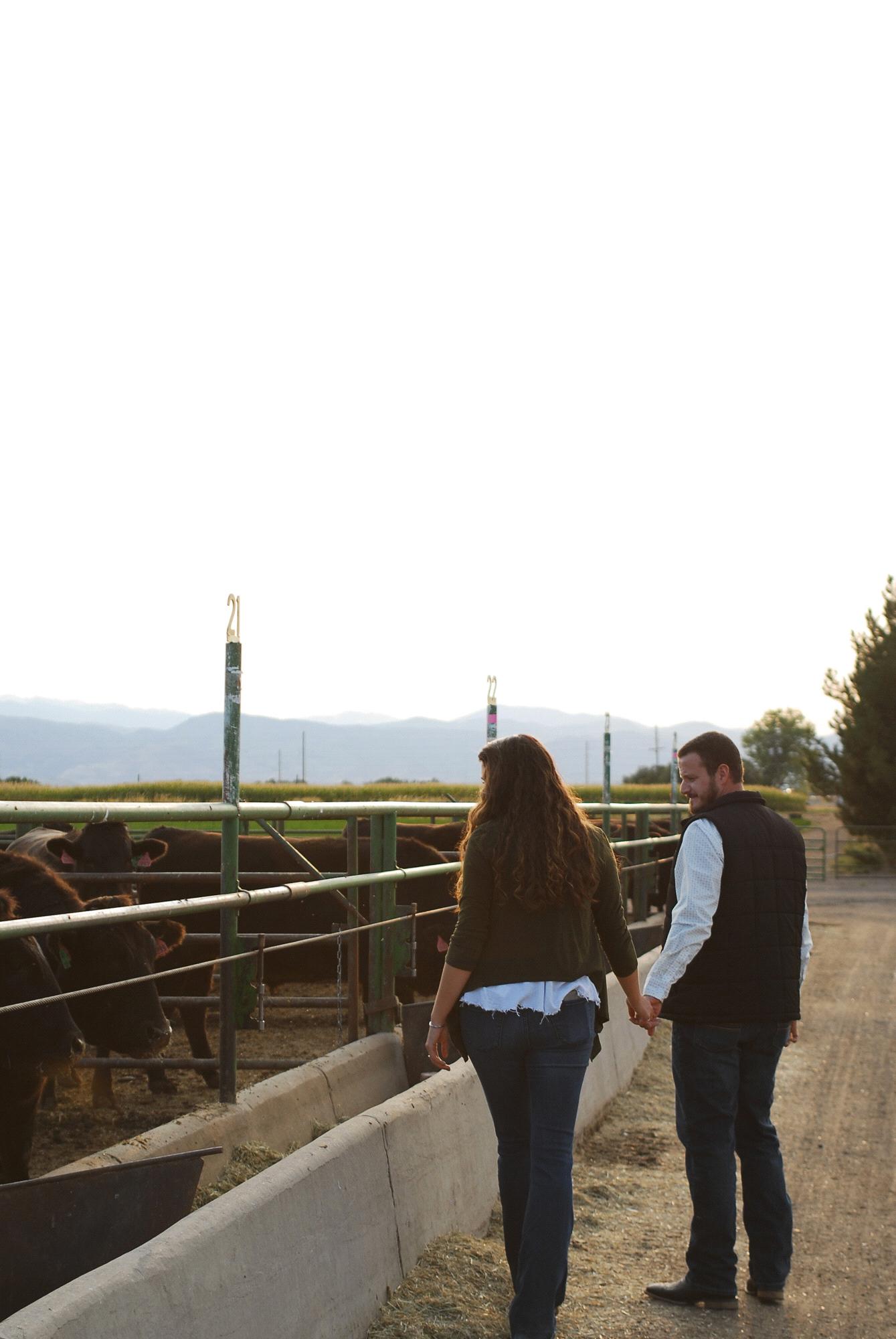 Engagement pictures at the CSU feedlot