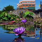 Downtown Frederick