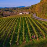 Golden Road Vineyards