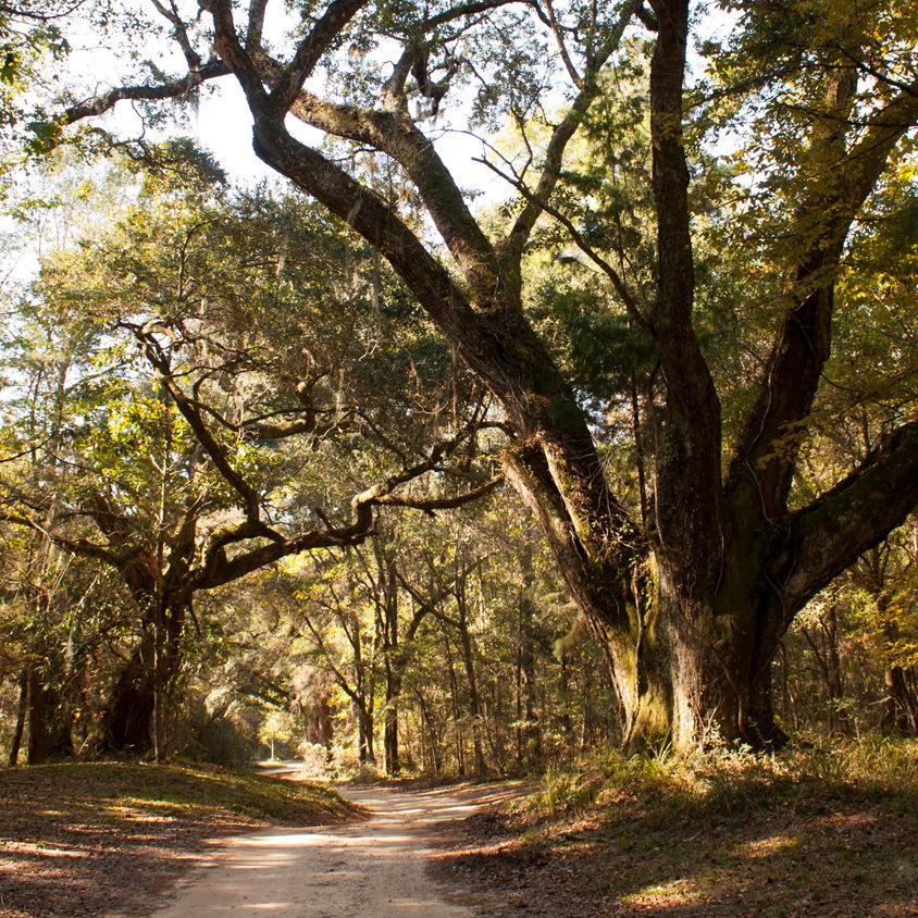 Walking trail view