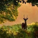 Richmond Park
