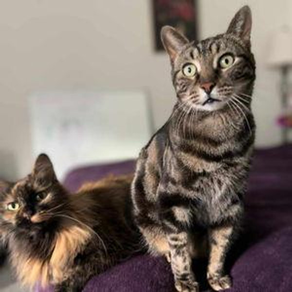 Don't forget us! (Treats for the kitties)