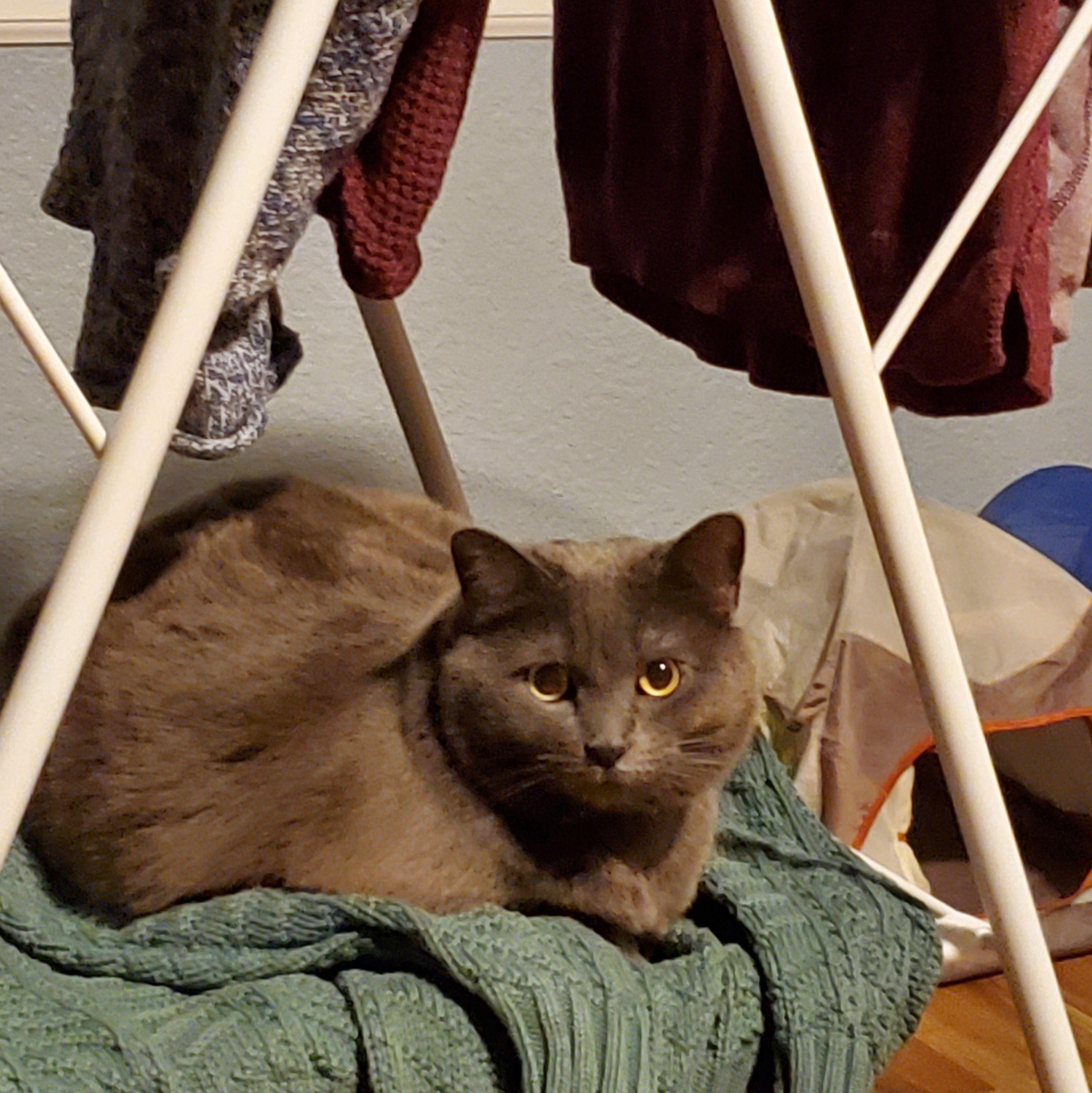 Merlin enjoying nesting in Amber's clothes
