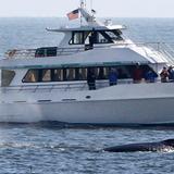 Santa Cruz Whale Watching