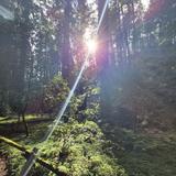 Armstrong Redwoods State Natural Reserve