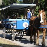 Southurn Rose Carriage Tours/ Beaufort Buggy Tours