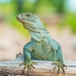 Little Water Cay (Iguana Island)