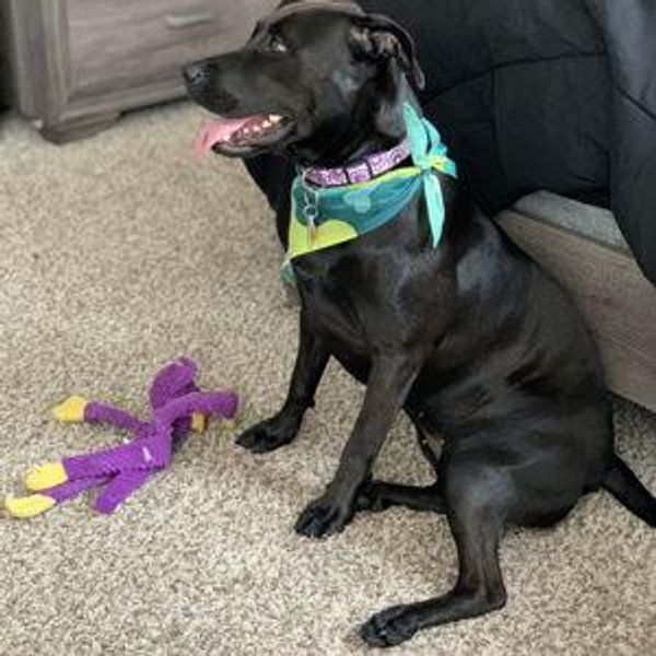 Kona’s sitting fee
