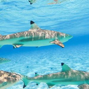 Full day reef shark safari