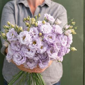 Voyage 2 Lavender