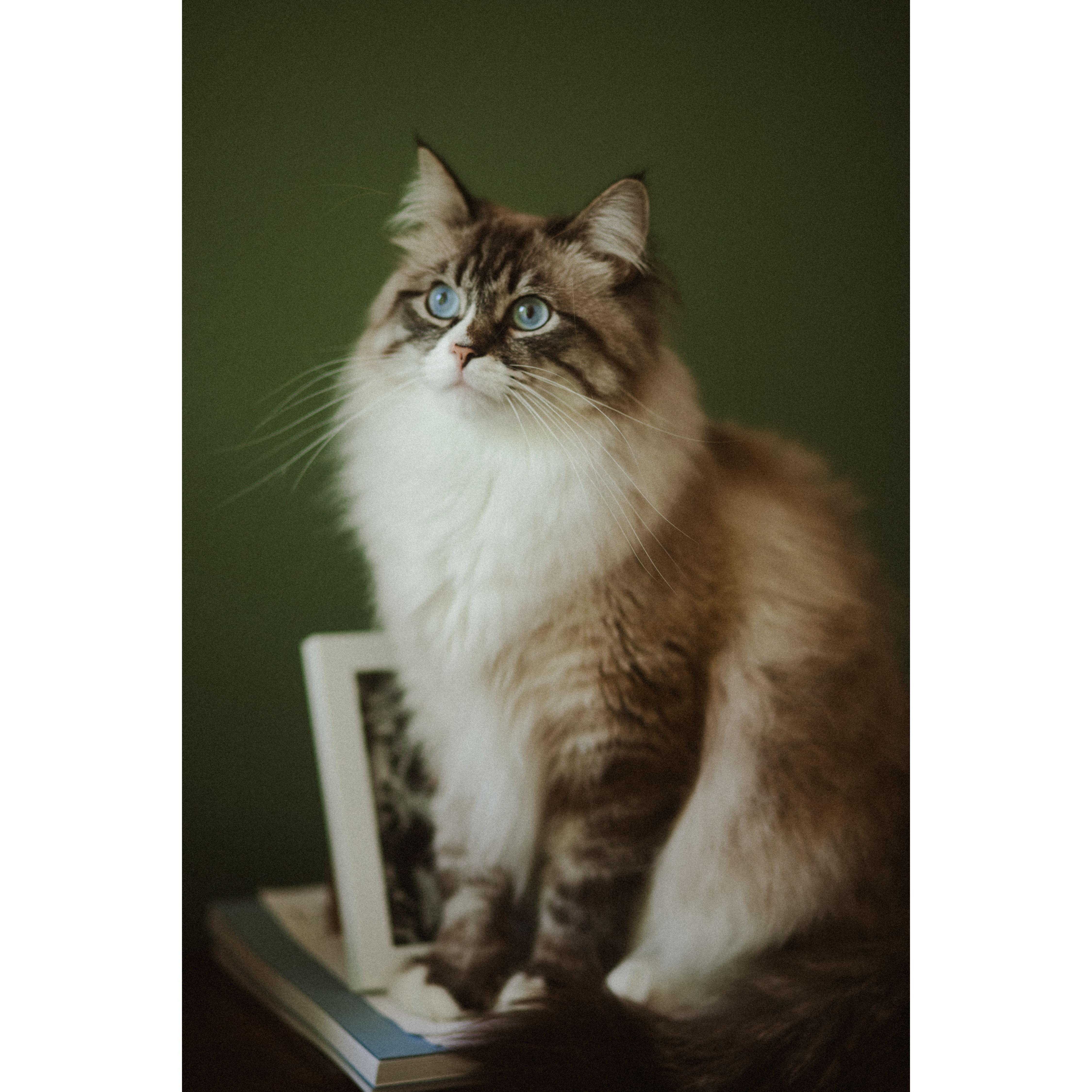 Our friend's cat, George, who we co-parent, is a frequent resident at our home and a permanent resident in our hearts.