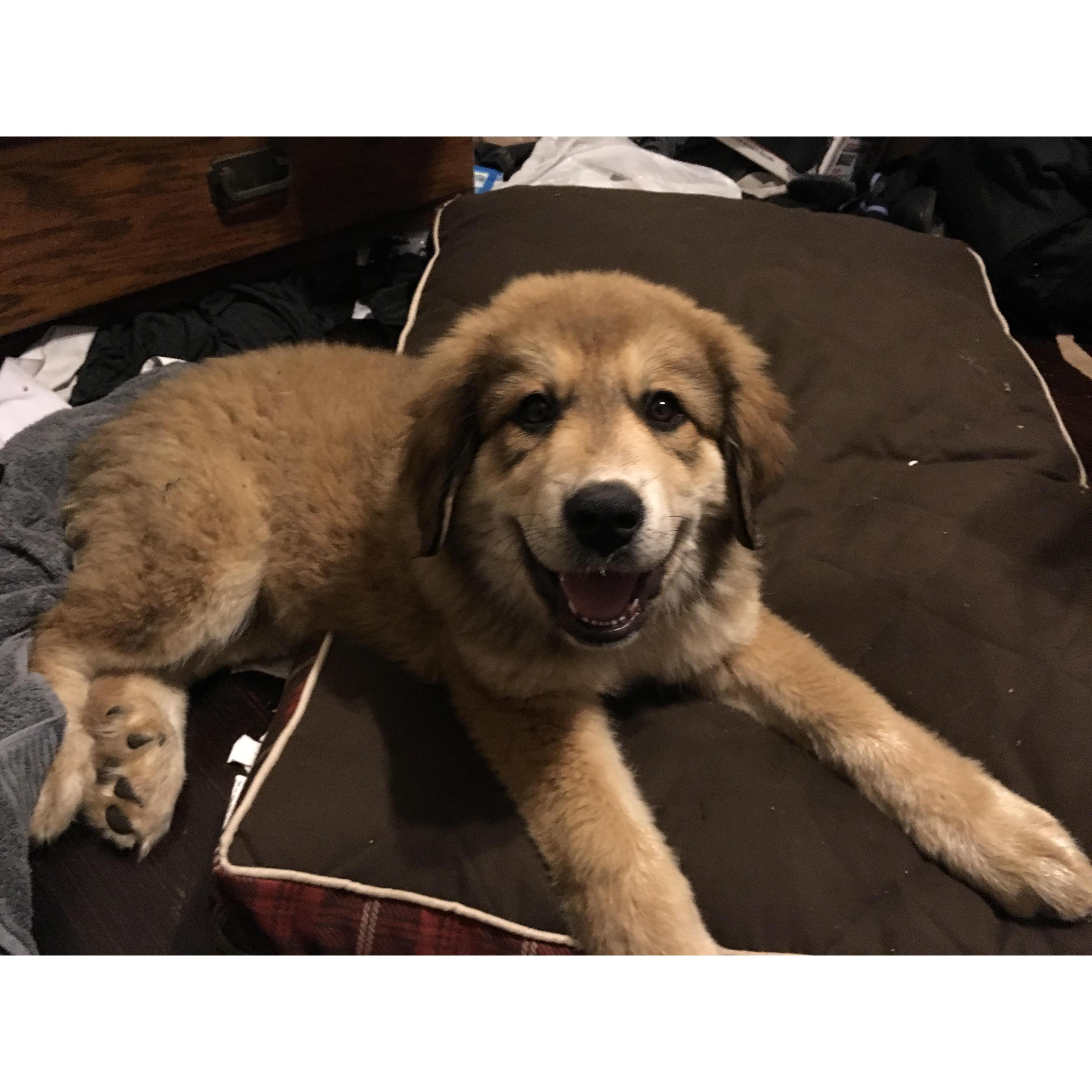Our baby girl, Pike, when she was still a puppy.