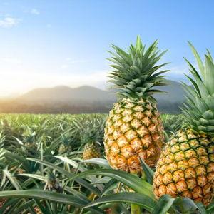 Pineapple Picking