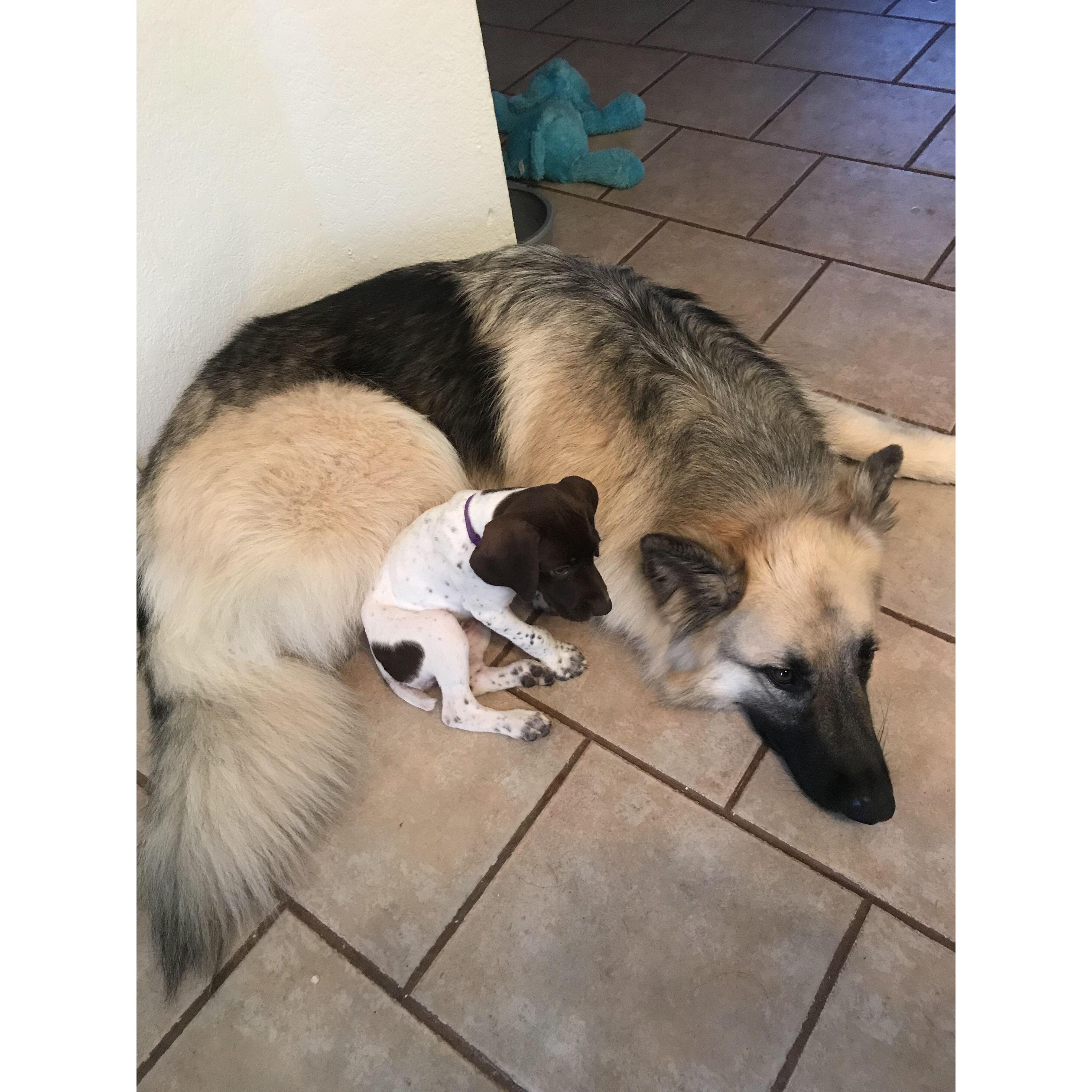 First day Jäger let Mitzi be near him for an extended amount of time