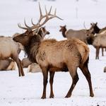 National Elk Refuge