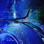 SEA LIFE Charlotte-Concord