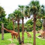 Jacksonville Zoo and Gardens
