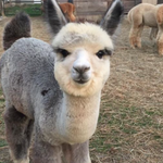 Alpacas of York